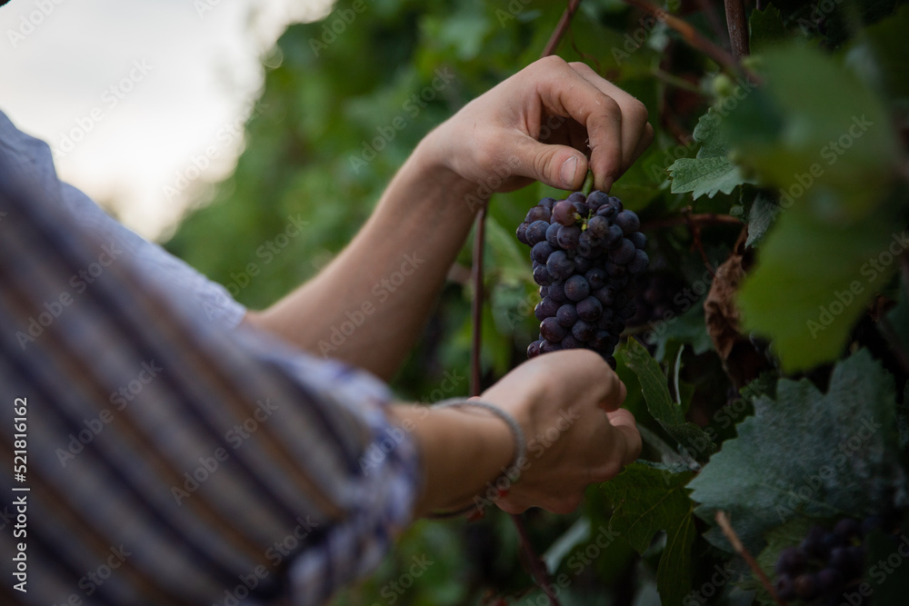 Close-up of the hands of two farmers who harvest grapes, production of wine.
