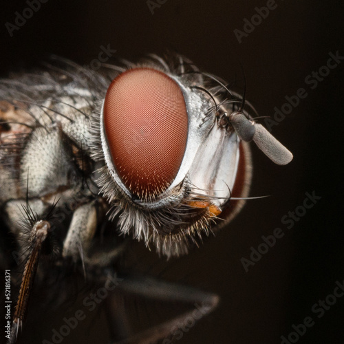 Common Flesh Fly sitting on a branch © PietJetse