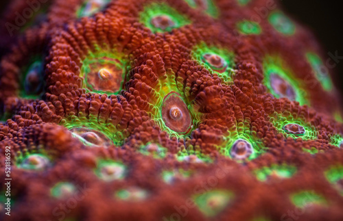 Red - Green War Coral. Favites pentagona coral. Fragging War Corals - Macro. Coral in aquarium. Undersea world. Life in a coral reef. photo