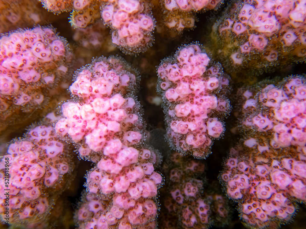 Fototapeta premium Bright inhabitants of the underwater world of the Red Sea, Hurghada, Egypt