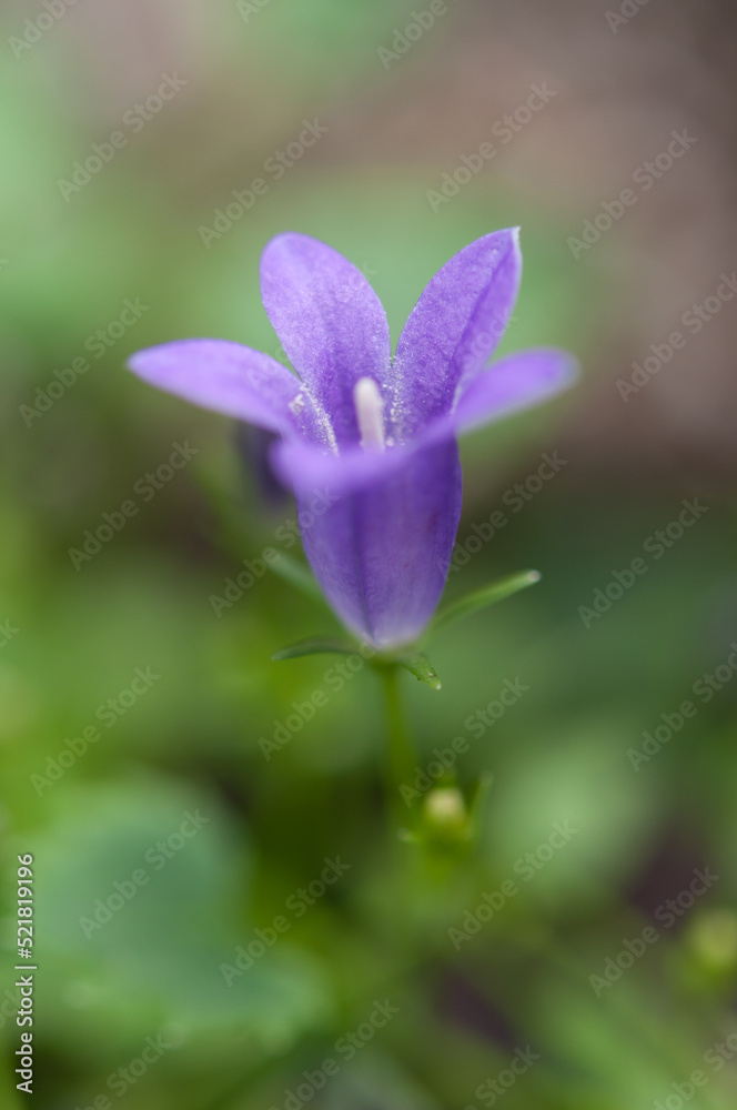 isolated purple flower close up on a green background isolated purple flower close up on a green background