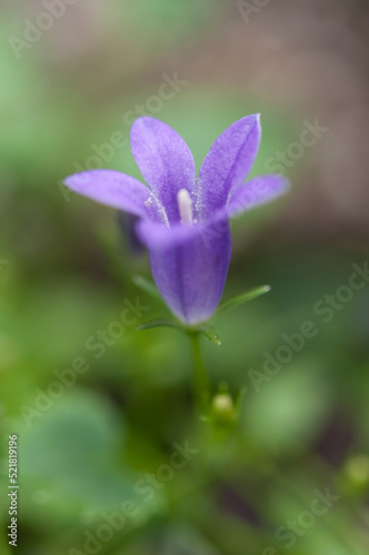 isolated purple flower close up on a green background