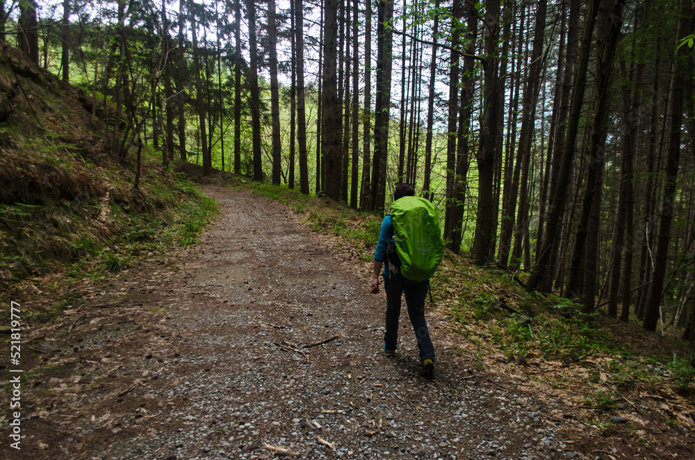 Fototapeta premium Una pellegrina cammina in un tratto nel bosco della Via del Volto Santo, cammino che parte da Pontremoli e arriva a Lucca
