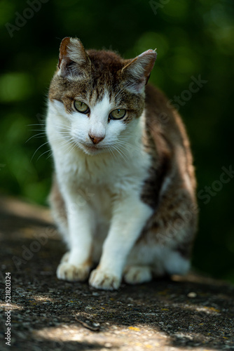 見つめる猫