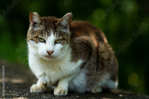 見つめる猫