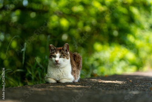 見つめる猫