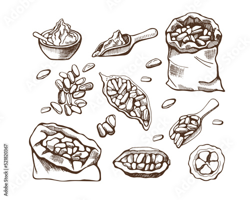 Set of cocoa beans on white background. Hand drawn vector illustration.