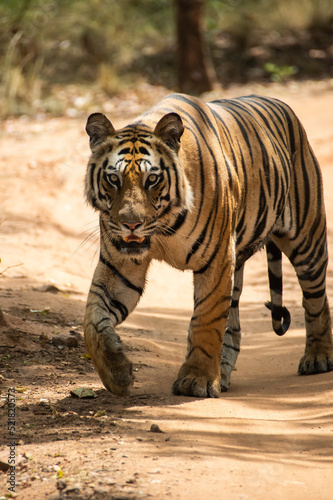 A sub-adult tiger cub walking on a forest track on a peak summer day inside Bandhavgarh National Park during a wildlife safari