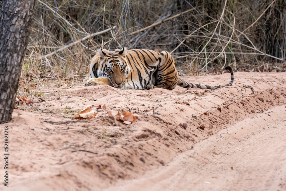 A Tigress sitting and relaxing on a forest track on a peak summer day inside Bandhavgarh National Park during a wildlife safari A Tigress sitting and relaxing on a forest track on a peak summer day inside Bandhavgarh National Park during a wildlife safari