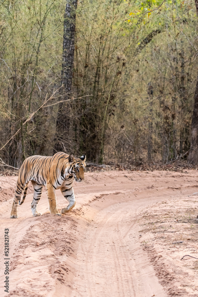Fototapeta premium A dominant tigress walking on a forest track on a peak summer day inside Bandhavgarh National Park during a wildlife safari