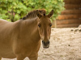 Przewalski's horse close-up, horse looking at the camera, riding, herbivore
