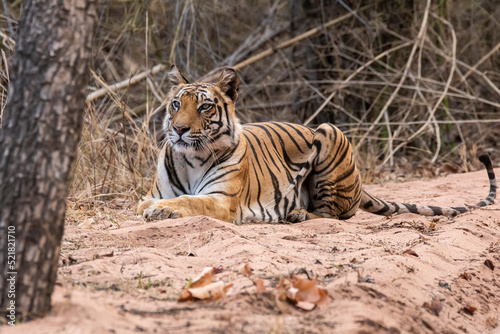 A Tigress sitting and relaxing on a forest track on a peak summer day inside Bandhavgarh National Park during a wildlife safari
