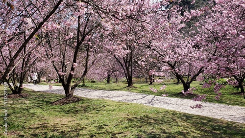 cherry blossoms in full bloom during winter in a park located in Campos do Jordão, Brazil.