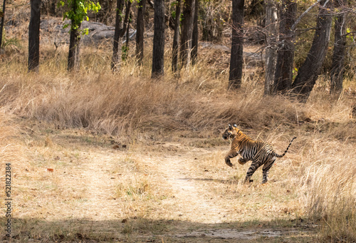 A sub-adult tiger running inside the Bandhavgarh Tiger reserve during a wildlife safari on a hot summer day