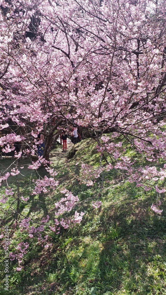 cherry blossoms in full bloom during winter in a park located in Campos do Jordão, Brazil. cherry blossoms in full bloom during winter in a park located in Campos do Jordão, Brazil.