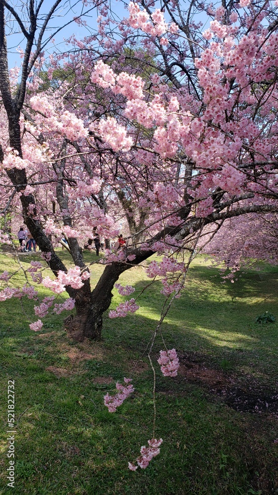 cherry blossoms in full bloom during winter in a park located in Campos do Jordão, Brazil. cherry blossoms in full bloom during winter in a park located in Campos do Jordão, Brazil.