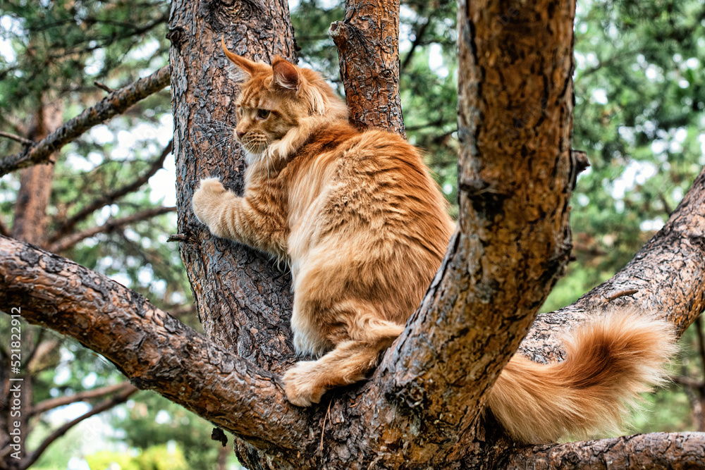 A lovely big red maine coon kitten sitting on a tree in a forest in summer. A lovely big red maine coon kitten sitting on a tree in a forest in summer.