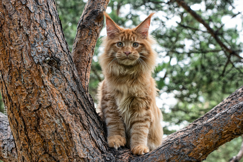 A lovely big red maine coon kitten sitting on a tree in a forest in summer.