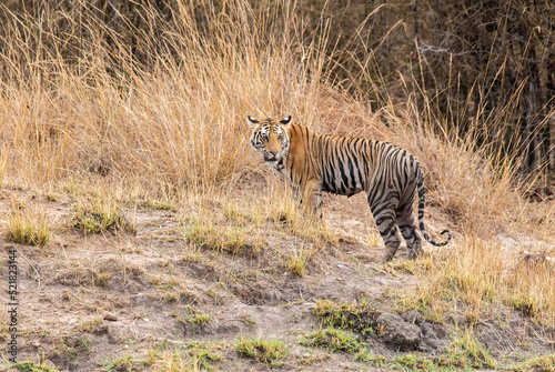 A sub-adult tiger cub walking on a forest track on a peak summer day inside Bandhavgarh National Park during a wildlife safari