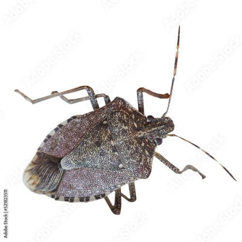 brown marmorated stink bug insect animal transparent PNG photo