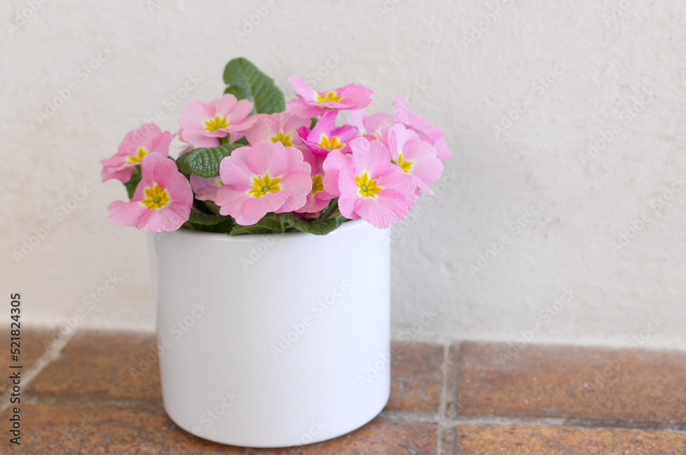 Flowers primrose, primula vulgaris in a pot. They have various colors and can be used both as a balcony plant and bedding plant. Flowers primrose, primula vulgaris in a pot. They have various colors and can be used both as a balcony plant and bedding plant.