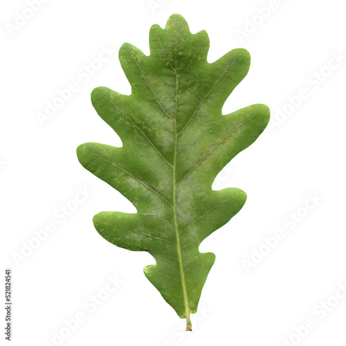 oak tree leaf transparent PNG