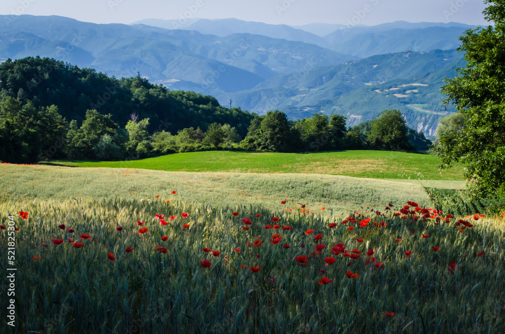 Il panorama dell'appennino lombardo visto da un campo con dei papaveri rossi lungo la Via degli abati, cammino che parte da Pavia e arriva a Pontremoli
