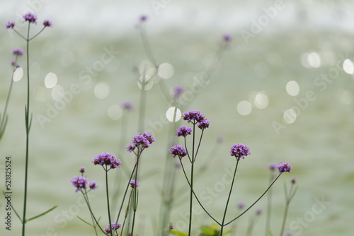 verbena growing near a fountain