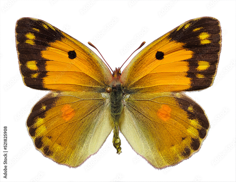Fototapeta premium Female Colias croceus or clouded yellow butterfly (Colias crocea) isolated on white background