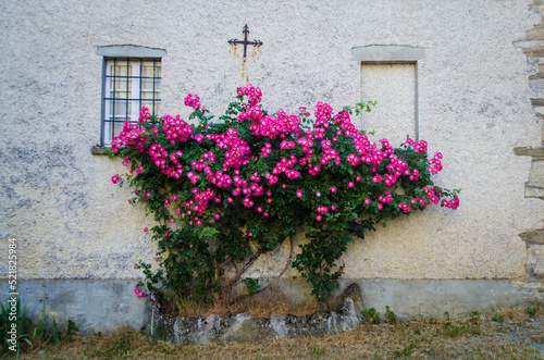 Un arbusto di rose cresce sul muro bianco di una casa di campagna fra due finestre