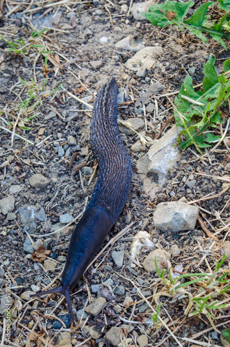 Una grossa lumaca scura striscia su un prato fra sassi ed erba photo