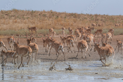 A flock of saigas runs on the water