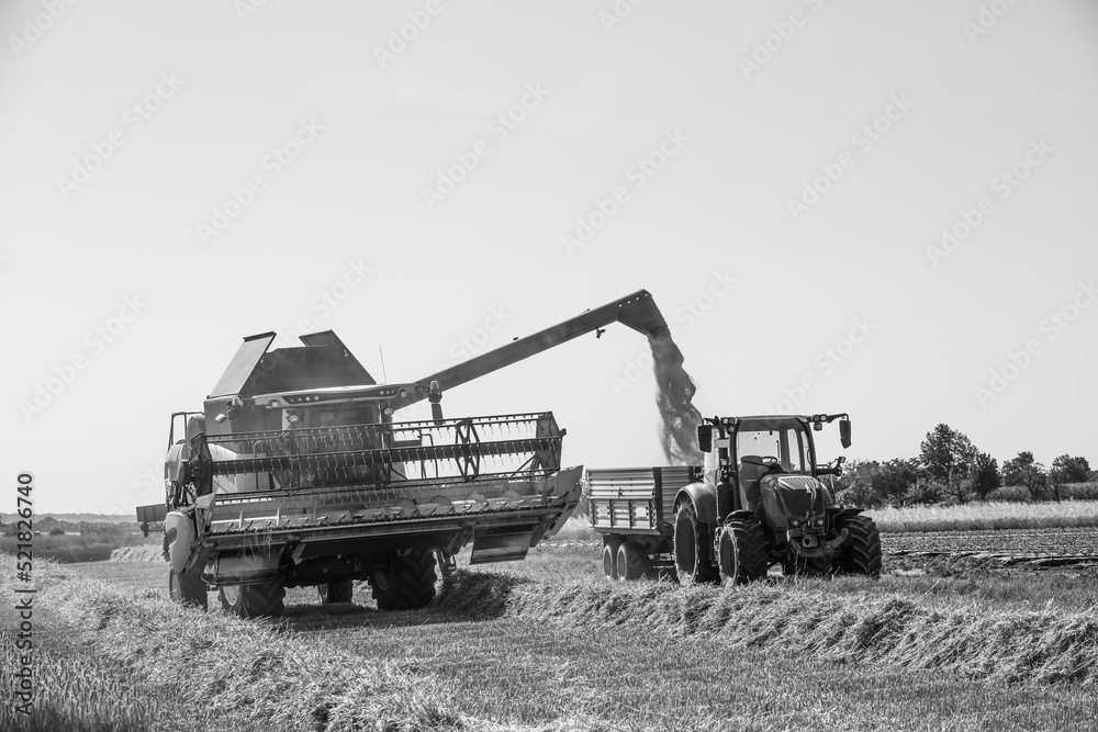 Fototapeta premium harvester pumping grain to trailer