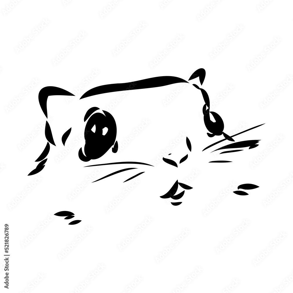 illustration vector hand draw doodles of flying squirrel or Pteromyini or Petauristini isolated on white background illustration vector hand draw doodles of flying squirrel or Pteromyini or Petauristini isolated on white background
