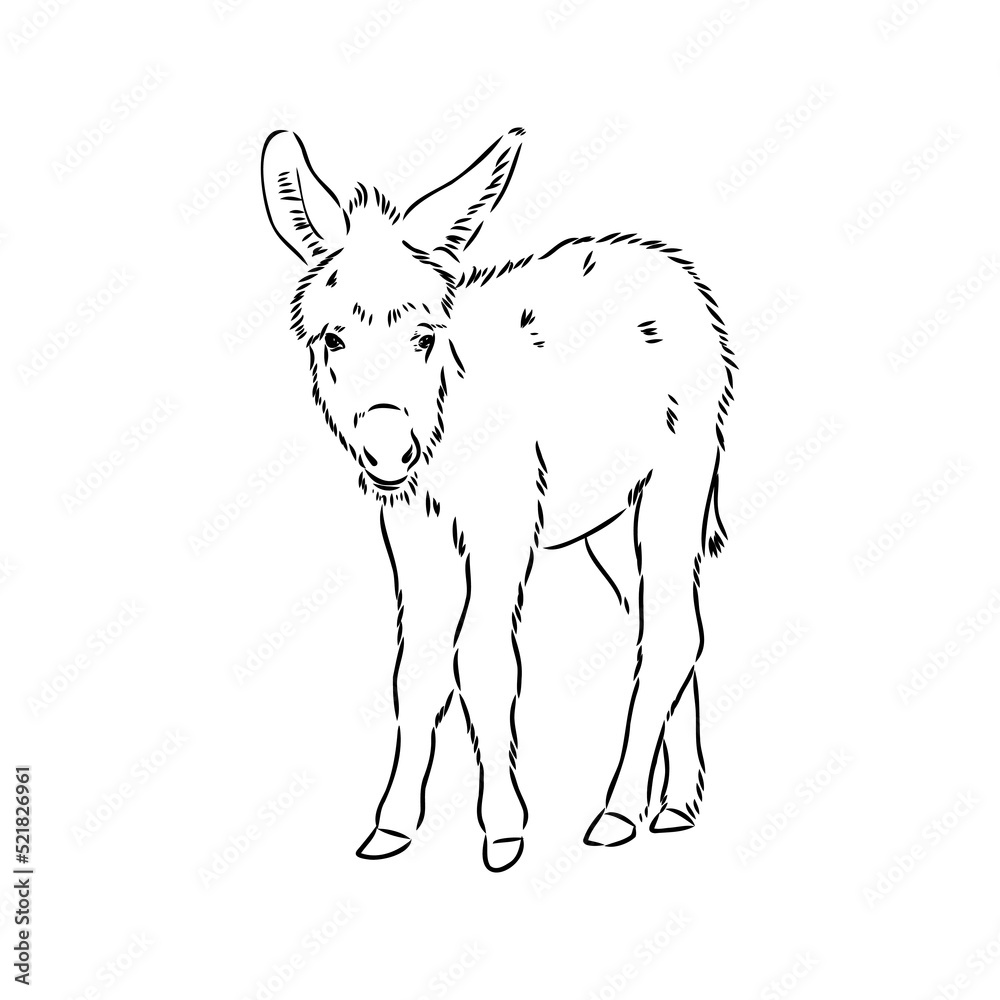 Vector illustration of hand drawn donkey, isolated on white background. Farm animals collection.
