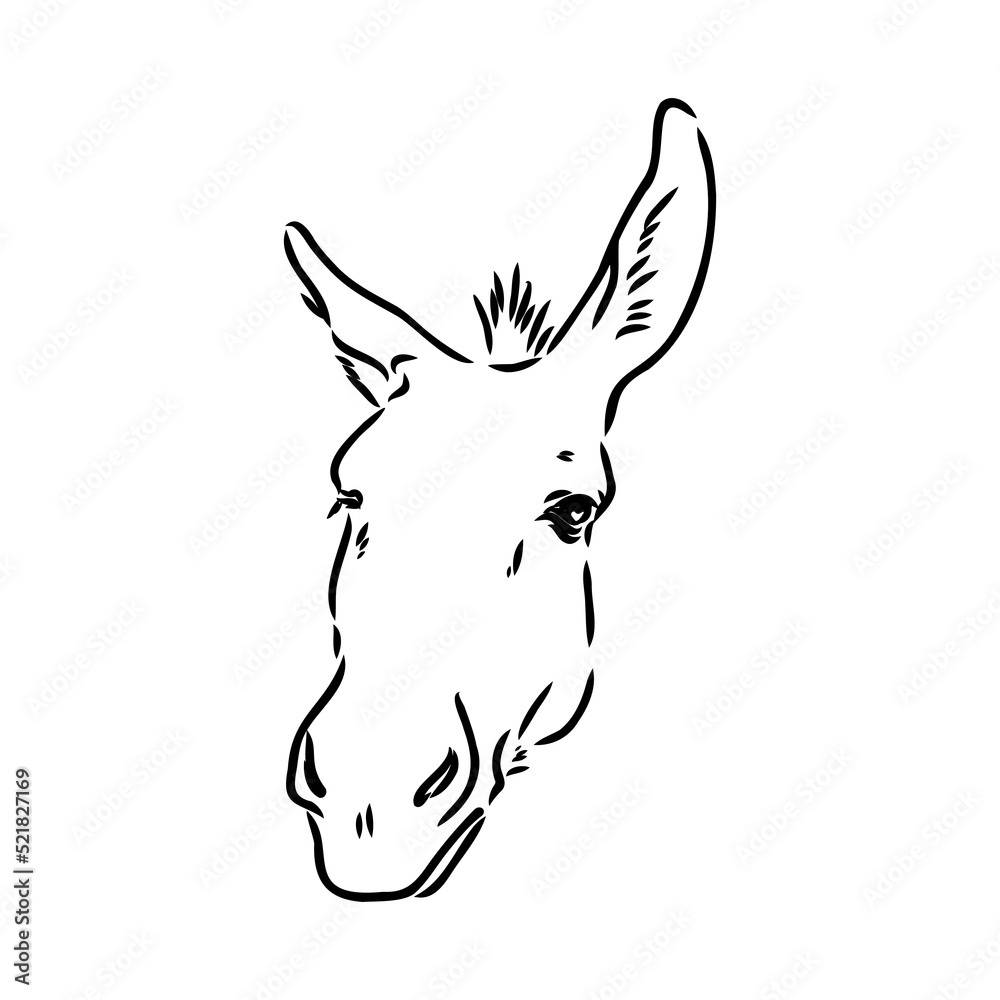 Vector illustration of hand drawn donkey, isolated on white background. Farm animals collection. Vector illustration of hand drawn donkey, isolated on white background. Farm animals collection.