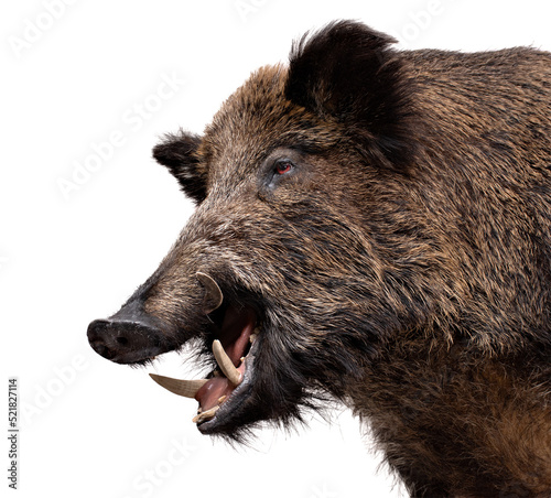 Print op canvas Wild Boar male portrait isolated on white.