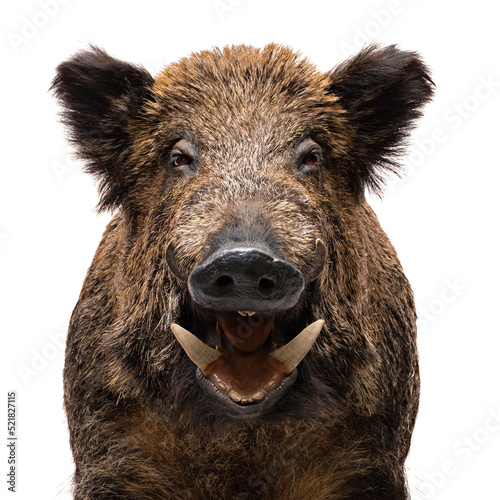 Wild Boar male portrait isolated on white.