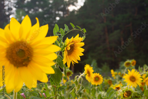 sunflower, many large large sunflowers in a row. blank for design