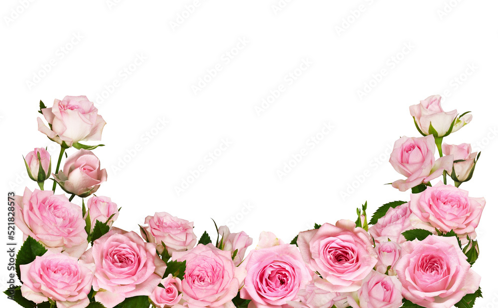 Pink rose flowers in a border arrangement isolated on white