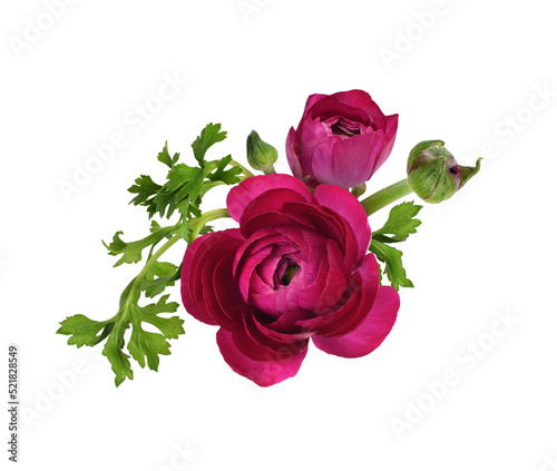 Pink ranunculus flowers and...