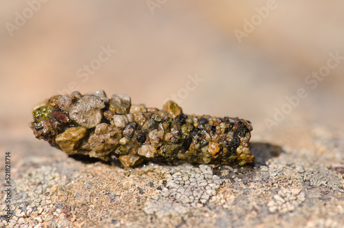 Protective case of a larva of caddisfly. The Nublo Rural Park. Tejeda. Gran Canaria. Canary Islands. Spain. photo