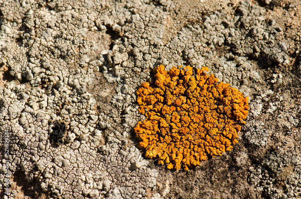 Lichen Xanthoria sp. The Nublo Rural Park. Tejeda. Gran Canaria. Canary Islands. Spain. Lichen Xanthoria sp. The Nublo Rural Park. Tejeda. Gran Canaria. Canary Islands. Spain.