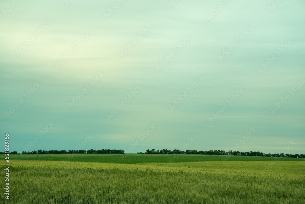 Fototapeta premium steppe before rain.wheat. cloudy weather