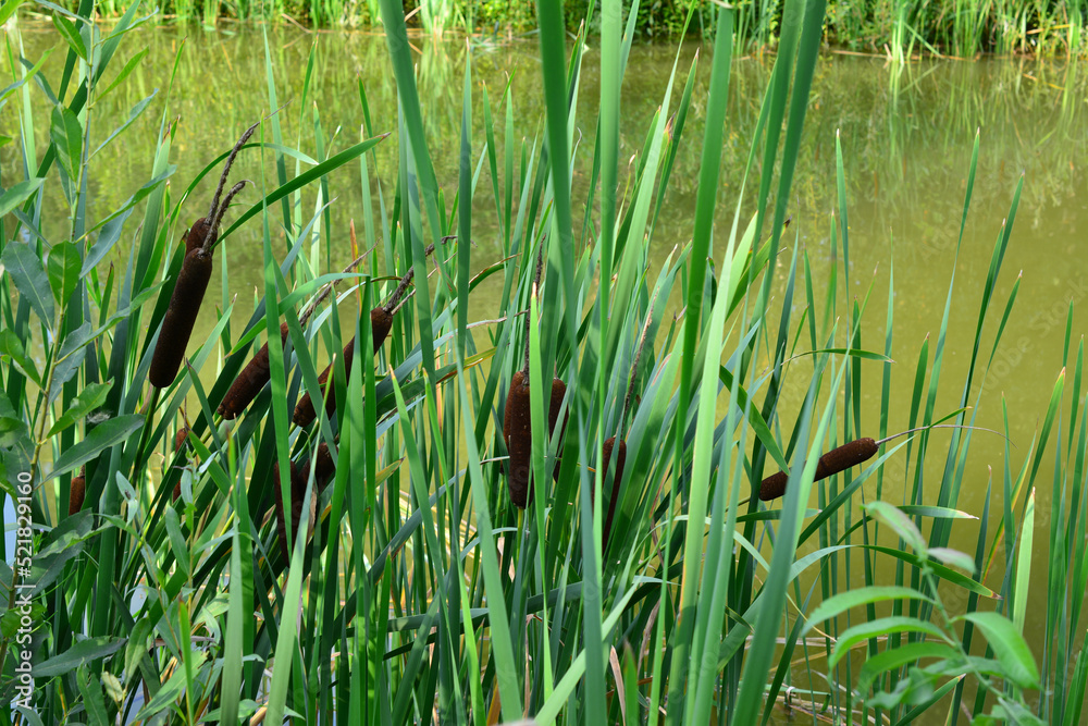 Obraz premium bunch of reeds on the edge of green pond, close-up