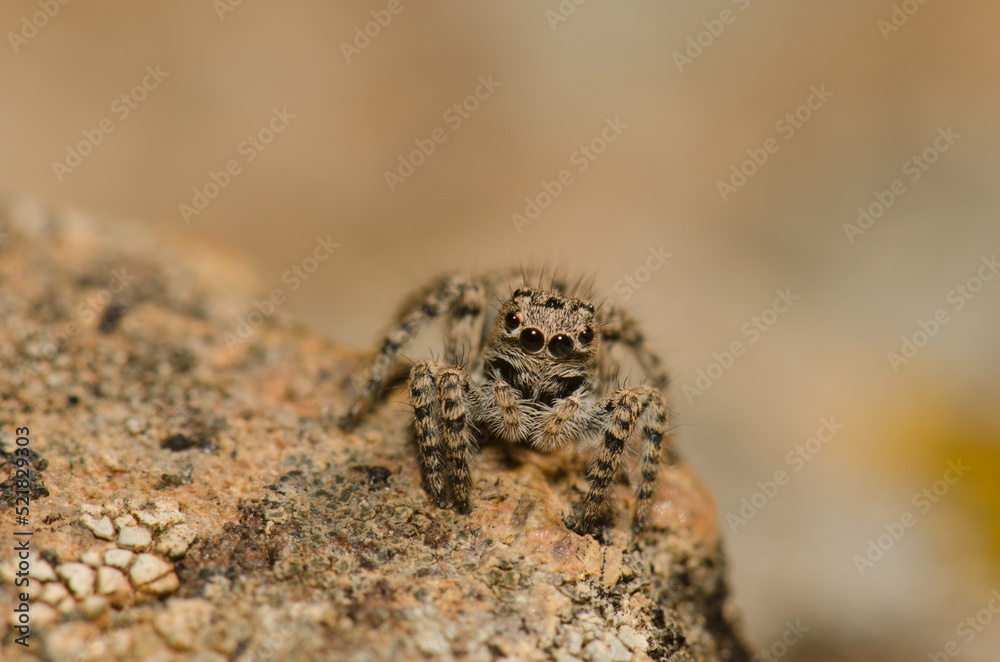 Female jumping spider Aelurillus lucasi. The Nublo Rural Park. Tejeda. Gran Canaria. Canary Islands. Spain. Female jumping spider Aelurillus lucasi. The Nublo Rural Park. Tejeda. Gran Canaria. Canary Islands. Spain.