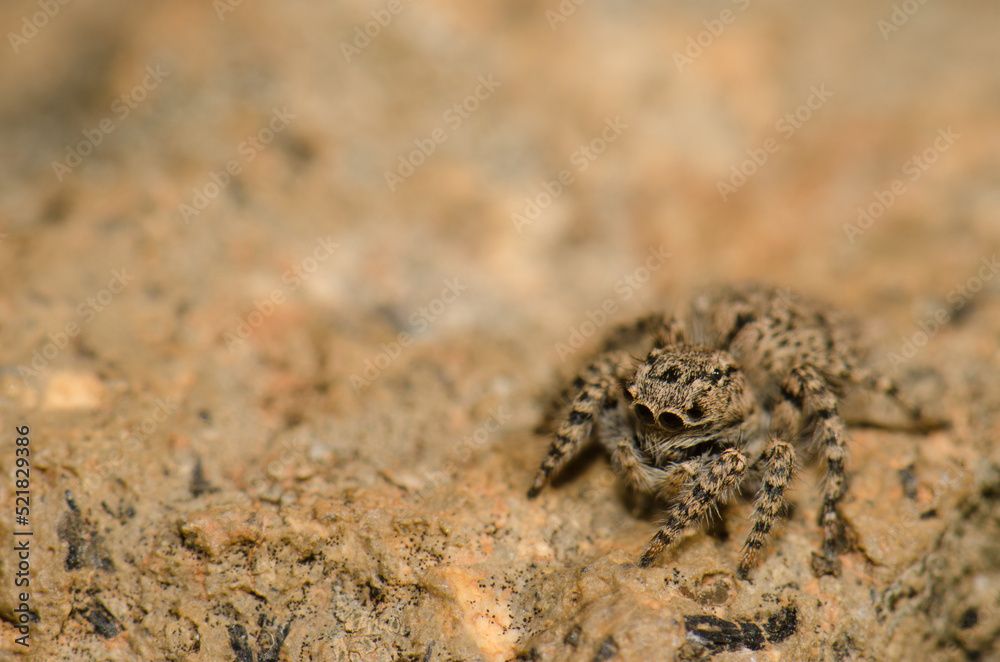 Female jumping spider Aelurillus lucasi. The Nublo Rural Park. Tejeda. Gran Canaria. Canary Islands. Spain.