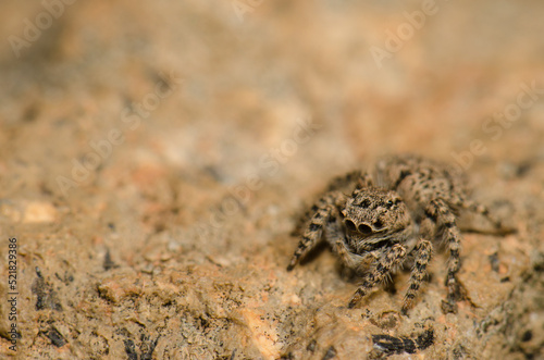 Female jumping spider Aelurillus lucasi. The Nublo Rural Park. Tejeda. Gran Canaria. Canary Islands. Spain.