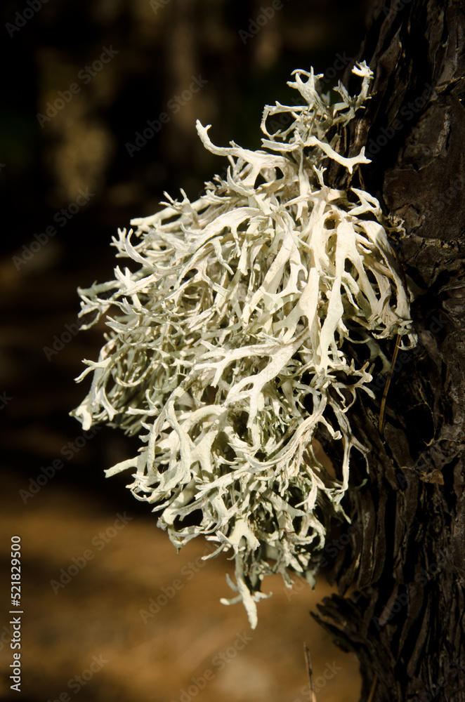 Strap lichen Ramalina sp on a trunk of Canary Island pine Pinus canariensis. The Nublo Rural Park. Tejeda. Gran Canaria. Canary Islands. Spain.