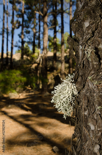 Strap lichen Ramalina sp on a trunk of Canary Island pine Pinus canariensis. The Nublo Rural Park. Tejeda. Gran Canaria. Canary Islands. Spain. photo